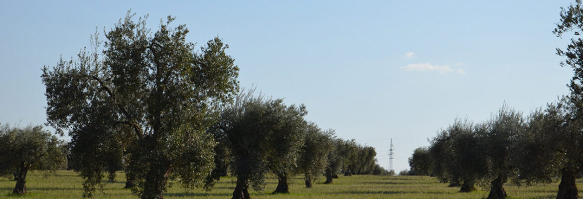 Almazara Molero Maza