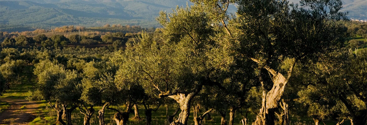 Cigüeña Negra Ecologic