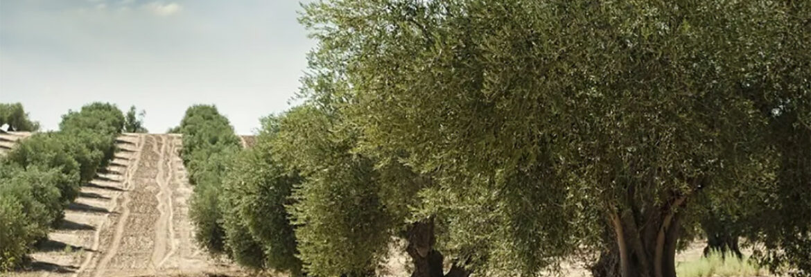 La Milagrosa de Monterrubio S.C.L.