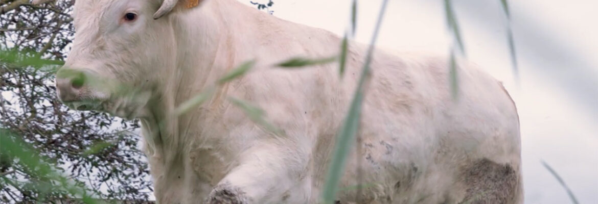 Donoso Carnicerías