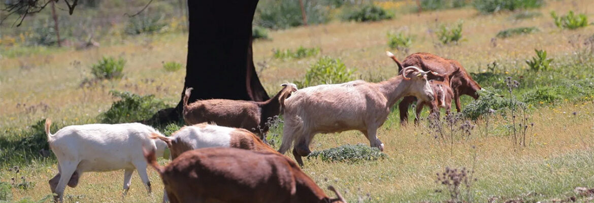 Empresa de actividades Quesería Artesana Carrasco