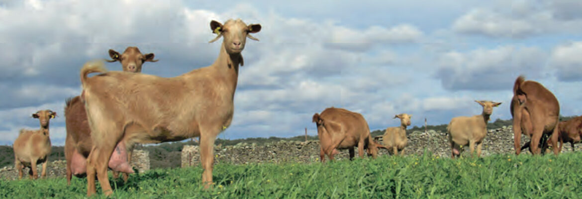 Queso con mucho arte