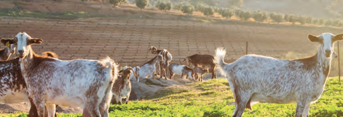 Entre quesos y vinos