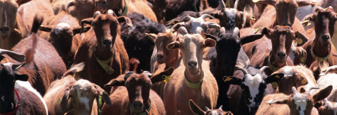 Amanecer en la dehesa