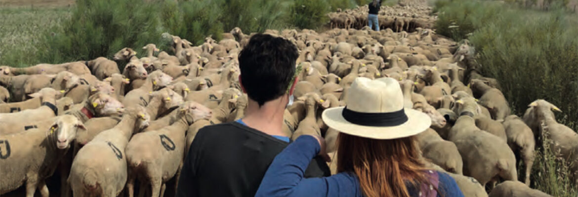 Pastoreando el rebaño por las vías pecuarias