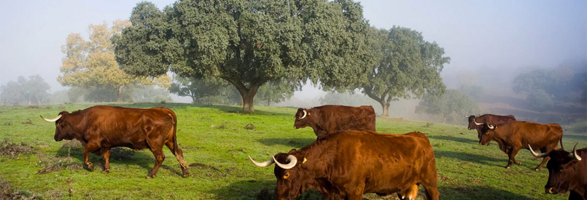 Hábitat Cigüeña Negra