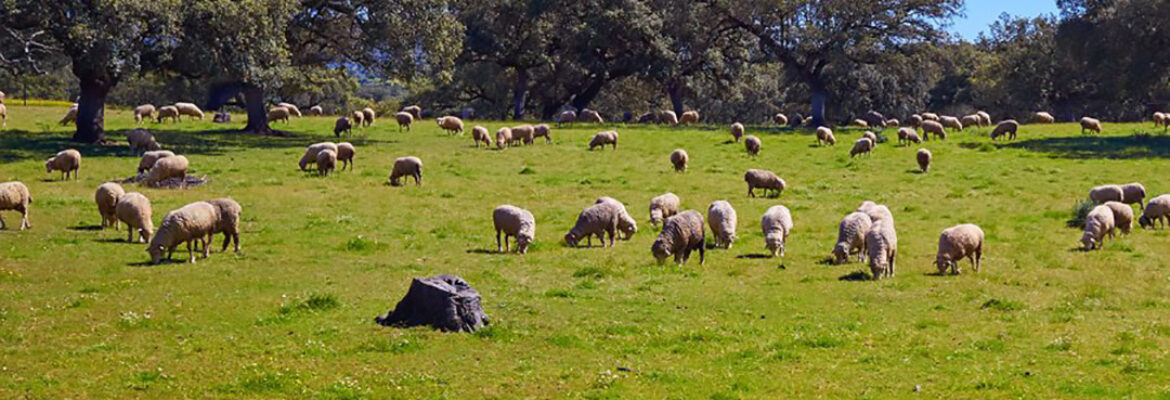 Finca Ganadera Ricardo Regalado Rodríguez