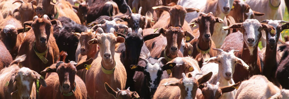 Quesería Artesana Carrasco