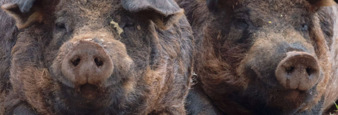 Visita a la dehesa “El Águila”