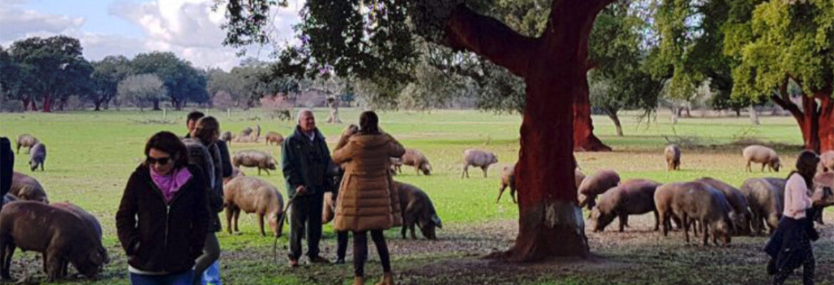 Ibérico en Monfragüe