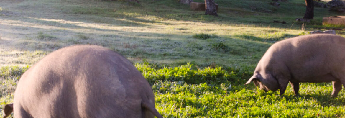 Matanza tradicional extremeña