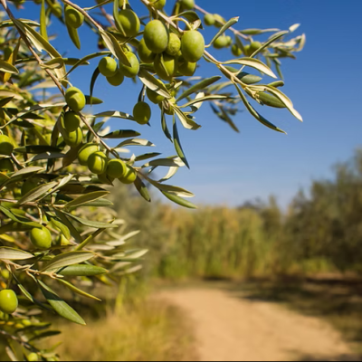 CR Olivareros 1898 (Bioalandre)