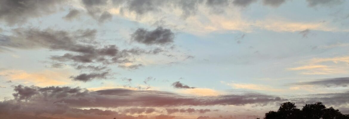 Baño de bosque en la Dehesa