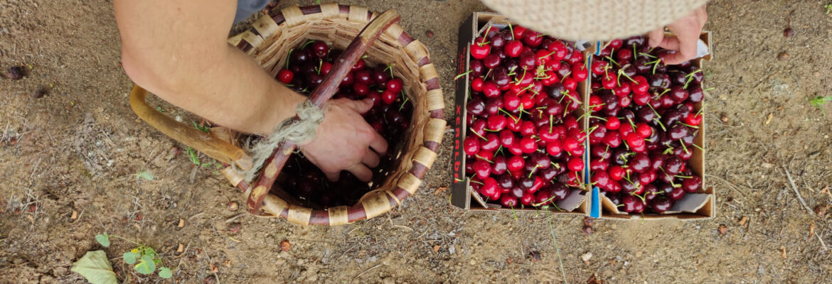 Cerecera en el valle del Jerte