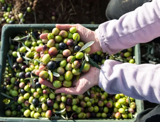 Jardín Varietal de Oleosetin