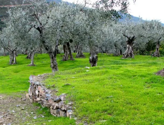 Jardín Varietal de Oleosetin