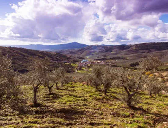 Jardín Varietal de Oleosetin