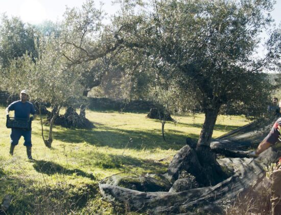 Molino de Zafra