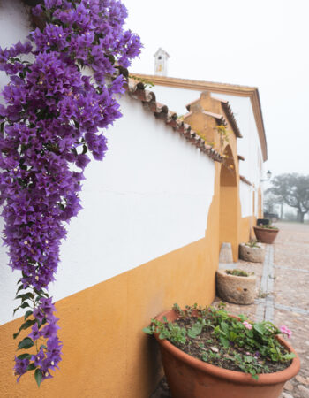 Casa Rural Dehesa de Solana