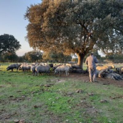 Finca Dehesa de Solana