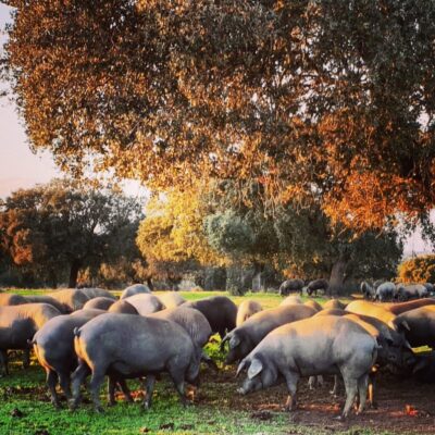 Finca Dehesa de Solana